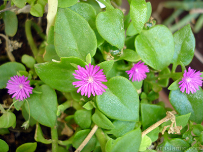 Heartleaf Iceplant -Baby Sun Rose, Rock rose- with pink flowers. <i>(Family: Aizoaceae, Species: Aptenia cordifolia)</i> <br>Photo Date: July 2006, Location: Turkey/Istanbul-Mother`s Flowers, By: Artislamic.com