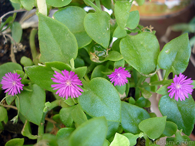 Pembe iee ve kalp eklinde yapraklara sahip Buz iei (le iei) resmi. <i>(Ailesi: Aizoaceae, Tr: Aptenia cordifolia)</i> <br>ekim Tarihi: Temmuz 2006, Yer: stanbul-Annemin iekleri, Fotoraf: islamiSanat.net