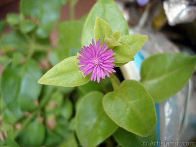 Pembe iee ve kalp eklinde yapraklara sahip Buz iei (le iei) resmi. <i>(Ailesi: Aizoaceae, Tr: Aptenia cordifolia)</i> <br>ekim Tarihi: Temmuz 2006, Yer: stanbul-Annemin iekleri, Fotoraf: islamiSanat.net