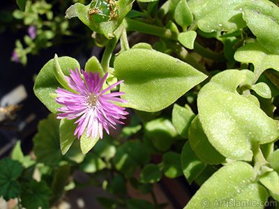 Heartleaf Iceplant -Baby Sun Rose, Rock rose- with pink flowers. <i>(Family: Aizoaceae, Species: Aptenia cordifolia)</i> <br>Photo Date: September 2006, Location: Turkey/Istanbul-Mother`s Flowers, By: Artislamic.com