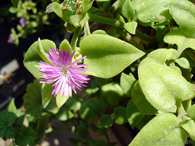 Pembe iee ve kalp eklinde yapraklara sahip Buz iei (le iei) resmi. <i>(Ailesi: Aizoaceae, Tr: Aptenia cordifolia)</i> <br>ekim Tarihi: Eyll 2006, Yer: stanbul-Annemin iekleri, Fotoraf: islamiSanat.net