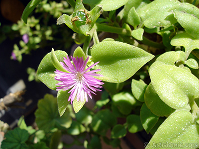 Pembe iee ve kalp eklinde yapraklara sahip Buz iei (le iei) resmi. <i>(Ailesi: Aizoaceae, Tr: Aptenia cordifolia)</i> <br>ekim Tarihi: Eyll 2006, Yer: stanbul-Annemin iekleri, Fotoraf: islamiSanat.net