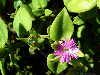 Pembe iee ve kalp eklinde yapraklara sahip Buz iei (le iei) resmi. <i>(Ailesi: Aizoaceae, Tr: Aptenia cordifolia)</i> <br>ekim Tarihi: Eyll 2006, Yer: stanbul-Annemin iekleri, Fotoraf: islamiSanat.net