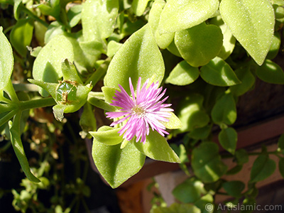 Pembe iee ve kalp eklinde yapraklara sahip Buz iei (le iei) resmi. <i>(Ailesi: Aizoaceae, Tr: Aptenia cordifolia)</i> <br>ekim Tarihi: Eyll 2006, Yer: stanbul-Annemin iekleri, Fotoraf: islamiSanat.net