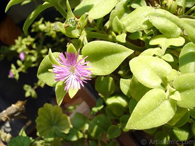 Heartleaf Iceplant -Baby Sun Rose, Rock rose- with pink flowers. <i>(Family: Aizoaceae, Species: Aptenia cordifolia)</i> <br>Photo Date: September 2006, Location: Turkey/Istanbul-Mother`s Flowers, By: Artislamic.com