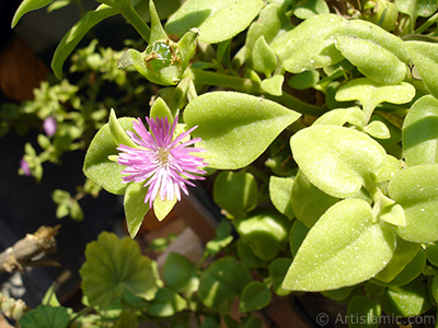 Pembe iee ve kalp eklinde yapraklara sahip Buz iei (le iei) resmi. <i>(Ailesi: Aizoaceae, Tr: Aptenia cordifolia)</i> <br>ekim Tarihi: Eyll 2006, Yer: stanbul-Annemin iekleri, Fotoraf: islamiSanat.net