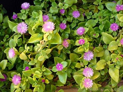 Pembe iee ve kalp eklinde yapraklara sahip Buz iei (le iei) resmi. <i>(Ailesi: Aizoaceae, Tr: Aptenia cordifolia)</i> <br>ekim Tarihi: Mays 2009, Yer: stanbul-Annemin iekleri, Fotoraf: islamiSanat.net