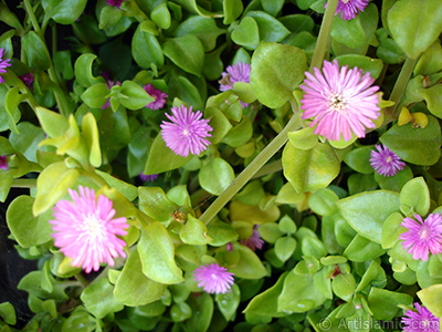 Pembe iee ve kalp eklinde yapraklara sahip Buz iei (le iei) resmi. <i>(Ailesi: Aizoaceae, Tr: Aptenia cordifolia)</i> <br>ekim Tarihi: Mays 2009, Yer: stanbul-Annemin iekleri, Fotoraf: islamiSanat.net