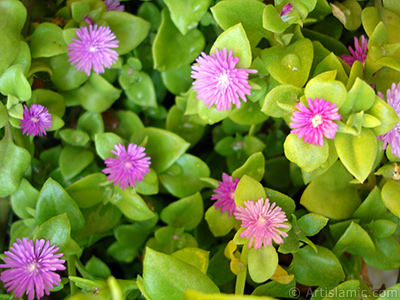 Pembe iee ve kalp eklinde yapraklara sahip Buz iei (le iei) resmi. <i>(Ailesi: Aizoaceae, Tr: Aptenia cordifolia)</i> <br>ekim Tarihi: Mays 2009, Yer: stanbul-Annemin iekleri, Fotoraf: islamiSanat.net