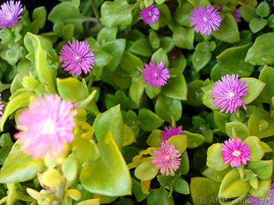 Pembe iee ve kalp eklinde yapraklara sahip Buz iei (le iei) resmi. <i>(Ailesi: Aizoaceae, Tr: Aptenia cordifolia)</i> <br>ekim Tarihi: Mays 2009, Yer: stanbul-Annemin iekleri, Fotoraf: islamiSanat.net