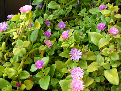 Pembe iee ve kalp eklinde yapraklara sahip Buz iei (le iei) resmi. <i>(Ailesi: Aizoaceae, Tr: Aptenia cordifolia)</i> <br>ekim Tarihi: Mays 2009, Yer: stanbul-Annemin iekleri, Fotoraf: islamiSanat.net