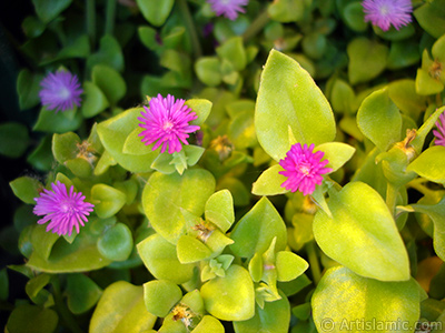 Pembe iee ve kalp eklinde yapraklara sahip Buz iei (le iei) resmi. <i>(Ailesi: Aizoaceae, Tr: Aptenia cordifolia)</i> <br>ekim Tarihi: Mays 2009, Yer: stanbul-Annemin iekleri, Fotoraf: islamiSanat.net