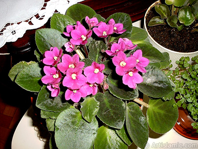 Pembe renkli Afrika Menekesi resmi. <i>(Ailesi: Gesneriaceae, Tr: Saintpaulia ionantha)</i> <br>ekim Tarihi: Ocak 2002, Yer: stanbul-Annemin iekleri, Fotoraf: islamiSanat.net