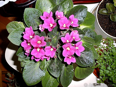 Pembe renkli Afrika Menekesi resmi. <i>(Ailesi: Gesneriaceae, Tr: Saintpaulia ionantha)</i> <br>ekim Tarihi: Ocak 2002, Yer: stanbul-Annemin iekleri, Fotoraf: islamiSanat.net