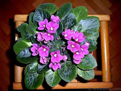 Pembe renkli Afrika Menekesi resmi. <i>(Ailesi: Gesneriaceae, Tr: Saintpaulia ionantha)</i> <br>ekim Tarihi: Ocak 2002, Yer: stanbul-Annemin iekleri, Fotoraf: islamiSanat.net