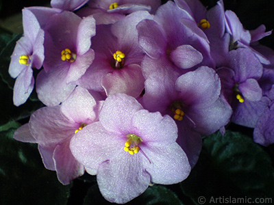 Pembe renkli Afrika Menekesi resmi. <i>(Ailesi: Gesneriaceae, Tr: Saintpaulia ionantha)</i> <br>ekim Tarihi: Mays 2010, Yer: stanbul-Annemin iekleri, Fotoraf: islamiSanat.net