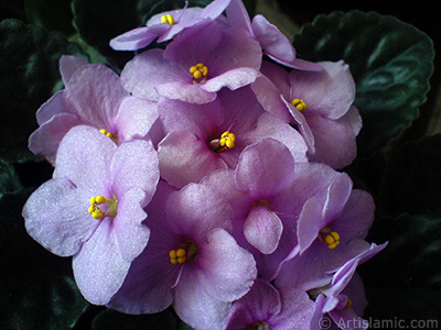 Pembe renkli Afrika Menekesi resmi. <i>(Ailesi: Gesneriaceae, Tr: Saintpaulia ionantha)</i> <br>ekim Tarihi: Mays 2010, Yer: stanbul-Annemin iekleri, Fotoraf: islamiSanat.net