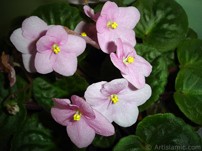 Pembe renkli Afrika Menekesi resmi. <i>(Ailesi: Gesneriaceae, Tr: Saintpaulia ionantha)</i> <br>ekim Tarihi: Ocak 2011, Yer: stanbul-Annemin iekleri, Fotoraf: islamiSanat.net