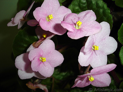 Pembe renkli Afrika Menekesi resmi. <i>(Ailesi: Gesneriaceae, Tr: Saintpaulia ionantha)</i> <br>ekim Tarihi: Ocak 2011, Yer: stanbul-Annemin iekleri, Fotoraf: islamiSanat.net