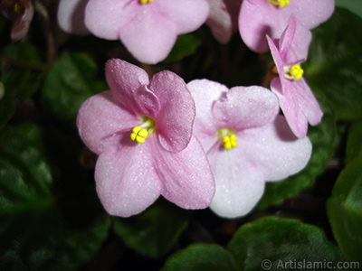 Pembe renkli Afrika Menekesi resmi. <i>(Ailesi: Gesneriaceae, Tr: Saintpaulia ionantha)</i> <br>ekim Tarihi: Ocak 2011, Yer: stanbul-Annemin iekleri, Fotoraf: islamiSanat.net