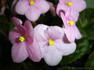 Pembe renkli Afrika Menekesi resmi. <i>(Ailesi: Gesneriaceae, Tr: Saintpaulia ionantha)</i> <br>ekim Tarihi: Ocak 2011, Yer: stanbul-Annemin iekleri, Fotoraf: islamiSanat.net