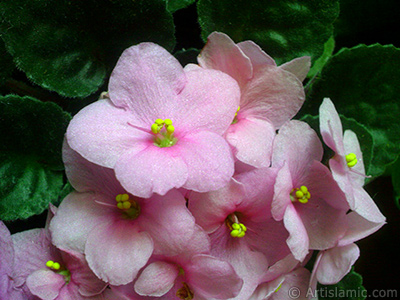 Pembe renkli Afrika Menekesi resmi. <i>(Ailesi: Gesneriaceae, Tr: Saintpaulia ionantha)</i> <br>ekim Tarihi: Mays 2010, Yer: stanbul-Annemin iekleri, Fotoraf: islamiSanat.net