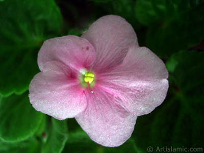 Pembe renkli Afrika Menekesi resmi. <i>(Ailesi: Gesneriaceae, Tr: Saintpaulia ionantha)</i> <br>ekim Tarihi: ubat 2011, Yer: stanbul-Annemin iekleri, Fotoraf: islamiSanat.net