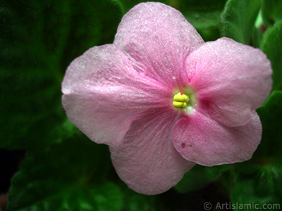 Pembe renkli Afrika Menekesi resmi. <i>(Ailesi: Gesneriaceae, Tr: Saintpaulia ionantha)</i> <br>ekim Tarihi: ubat 2011, Yer: stanbul-Annemin iekleri, Fotoraf: islamiSanat.net