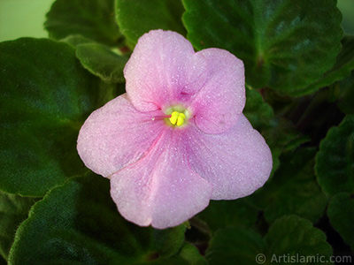 Pink color African violet. <i>(Family: Gesneriaceae, Species: Saintpaulia ionantha)</i> <br>Photo Date: February 2011, Location: Turkey/Istanbul-Mother`s Flowers, By: Artislamic.com
