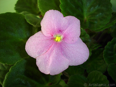 Pembe renkli Afrika Menekesi resmi. <i>(Ailesi: Gesneriaceae, Tr: Saintpaulia ionantha)</i> <br>ekim Tarihi: ubat 2011, Yer: stanbul-Annemin iekleri, Fotoraf: islamiSanat.net