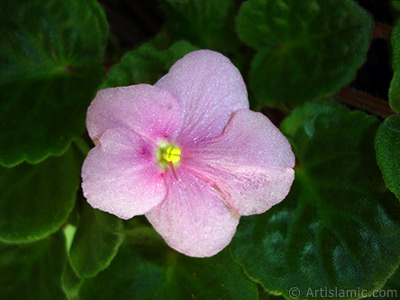 Pembe renkli Afrika Menekesi resmi. <i>(Ailesi: Gesneriaceae, Tr: Saintpaulia ionantha)</i> <br>ekim Tarihi: ubat 2011, Yer: stanbul-Annemin iekleri, Fotoraf: islamiSanat.net