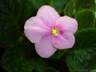 Pembe renkli Afrika Menekesi resmi. <i>(Ailesi: Gesneriaceae, Tr: Saintpaulia ionantha)</i> <br>ekim Tarihi: ubat 2011, Yer: stanbul-Annemin iekleri, Fotoraf: islamiSanat.net