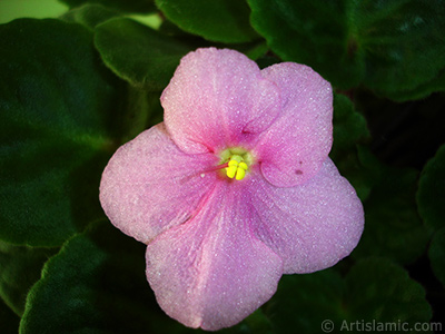 Pembe renkli Afrika Menekesi resmi. <i>(Ailesi: Gesneriaceae, Tr: Saintpaulia ionantha)</i> <br>ekim Tarihi: ubat 2011, Yer: stanbul-Annemin iekleri, Fotoraf: islamiSanat.net