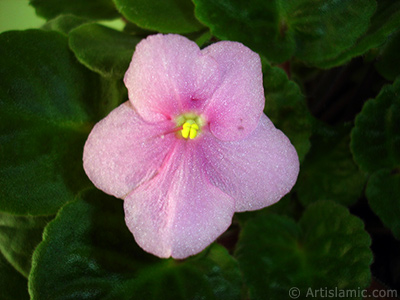 Pembe renkli Afrika Menekesi resmi. <i>(Ailesi: Gesneriaceae, Tr: Saintpaulia ionantha)</i> <br>ekim Tarihi: ubat 2011, Yer: stanbul-Annemin iekleri, Fotoraf: islamiSanat.net