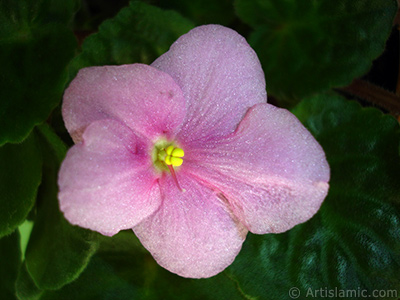 Pink color African violet. <i>(Family: Gesneriaceae, Species: Saintpaulia ionantha)</i> <br>Photo Date: February 2011, Location: Turkey/Istanbul-Mother`s Flowers, By: Artislamic.com