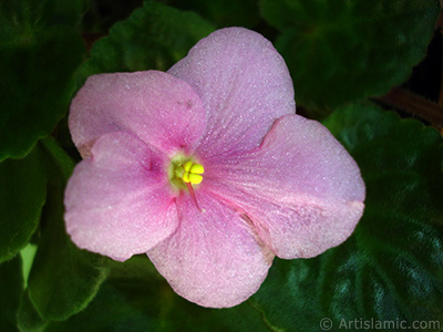 Pembe renkli Afrika Menekesi resmi. <i>(Ailesi: Gesneriaceae, Tr: Saintpaulia ionantha)</i> <br>ekim Tarihi: ubat 2011, Yer: stanbul-Annemin iekleri, Fotoraf: islamiSanat.net