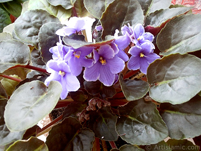 Purple color African violet. <i>(Family: Gesneriaceae, Species: Saintpaulia ionantha)</i> <br>Photo Date: January 2002, Location: Turkey/Istanbul-Mother`s Flowers, By: Artislamic.com