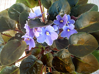 Mor renkli Afrika Menekesi resmi. <i>(Ailesi: Gesneriaceae, Tr: Saintpaulia ionantha)</i> <br>ekim Tarihi: Ocak 2002, Yer: stanbul-Annemin iekleri, Fotoraf: islamiSanat.net