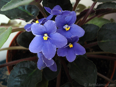 Mor renkli Afrika Menekesi resmi. <i>(Ailesi: Gesneriaceae, Tr: Saintpaulia ionantha)</i> <br>ekim Tarihi: Mays 2005, Yer: stanbul-Annemin iekleri, Fotoraf: islamiSanat.net