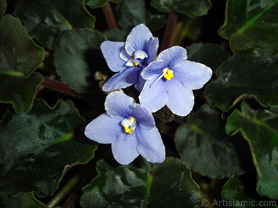 Mor renkli Afrika Menekesi resmi. <i>(Ailesi: Gesneriaceae, Tr: Saintpaulia ionantha)</i> <br>ekim Tarihi: Kasm 2005, Yer: stanbul-Annemin iekleri, Fotoraf: islamiSanat.net