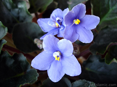 Mor renkli Afrika Menekesi resmi. <i>(Ailesi: Gesneriaceae, Tr: Saintpaulia ionantha)</i> <br>ekim Tarihi: Kasm 2005, Yer: stanbul-Annemin iekleri, Fotoraf: islamiSanat.net