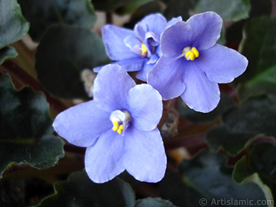 Purple color African violet. <i>(Family: Gesneriaceae, Species: Saintpaulia ionantha)</i> <br>Photo Date: November 2005, Location: Turkey/Istanbul-Mother`s Flowers, By: Artislamic.com