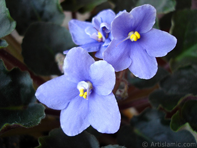 Mor renkli Afrika Menekesi resmi. <i>(Ailesi: Gesneriaceae, Tr: Saintpaulia ionantha)</i> <br>ekim Tarihi: Kasm 2005, Yer: stanbul-Annemin iekleri, Fotoraf: islamiSanat.net