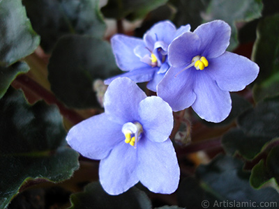 Mor renkli Afrika Menekesi resmi. <i>(Ailesi: Gesneriaceae, Tr: Saintpaulia ionantha)</i> <br>ekim Tarihi: Kasm 2005, Yer: stanbul-Annemin iekleri, Fotoraf: islamiSanat.net