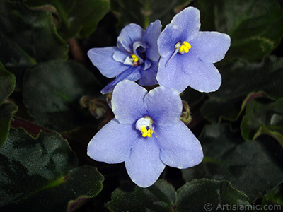 Purple color African violet. <i>(Family: Gesneriaceae, Species: Saintpaulia ionantha)</i> <br>Photo Date: November 2005, Location: Turkey/Istanbul-Mother`s Flowers, By: Artislamic.com