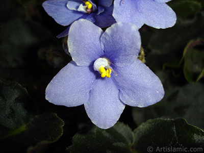 Mor renkli Afrika Menekesi resmi. <i>(Ailesi: Gesneriaceae, Tr: Saintpaulia ionantha)</i> <br>ekim Tarihi: Kasm 2005, Yer: stanbul-Annemin iekleri, Fotoraf: islamiSanat.net