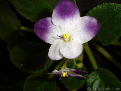 Mor ve beyaz renkli Afrika Menekesi resmi. <i>(Ailesi: Gesneriaceae, Tr: Saintpaulia ionantha)</i> <br>ekim Tarihi: Ocak 2011, Yer: stanbul-Annemin iekleri, Fotoraf: islamiSanat.net