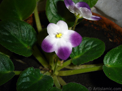 Mor ve beyaz renkli Afrika Menekesi resmi. <i>(Ailesi: Gesneriaceae, Tr: Saintpaulia ionantha)</i> <br>ekim Tarihi: Ocak 2011, Yer: stanbul-Annemin iekleri, Fotoraf: islamiSanat.net