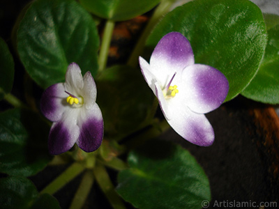 Mor ve beyaz renkli Afrika Menekesi resmi. <i>(Ailesi: Gesneriaceae, Tr: Saintpaulia ionantha)</i> <br>ekim Tarihi: Ocak 2011, Yer: stanbul-Annemin iekleri, Fotoraf: islamiSanat.net