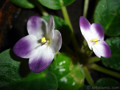 Mor ve beyaz renkli Afrika Menekesi resmi. <i>(Ailesi: Gesneriaceae, Tr: Saintpaulia ionantha)</i> <br>ekim Tarihi: Ocak 2011, Yer: stanbul-Annemin iekleri, Fotoraf: islamiSanat.net